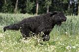 BOUVIER DES FLANDRES 028